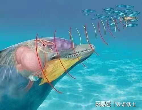开云APP 开云官网入口知名特工白鲸疑似因爱情玩忽职守？其实这样的动物间谍还真不少(图7)