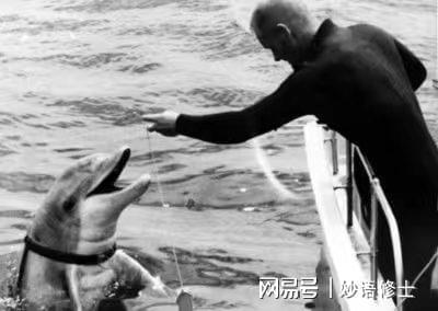 开云APP 开云官网入口知名特工白鲸疑似因爱情玩忽职守？其实这样的动物间谍还真不少(图9)
