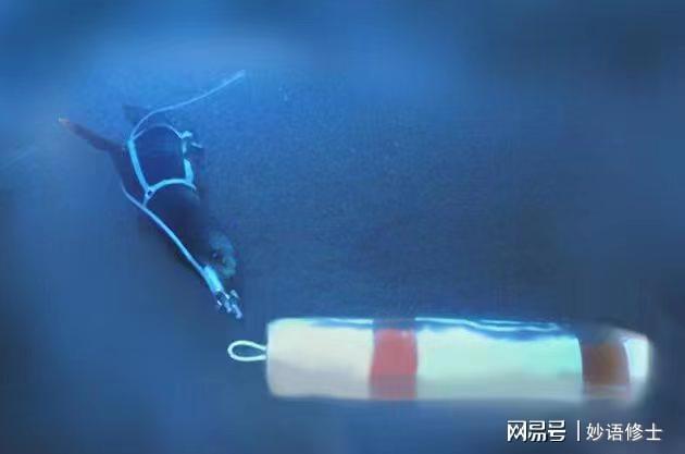 开云APP 开云官网入口知名特工白鲸疑似因爱情玩忽职守？其实这样的动物间谍还真不少(图10)