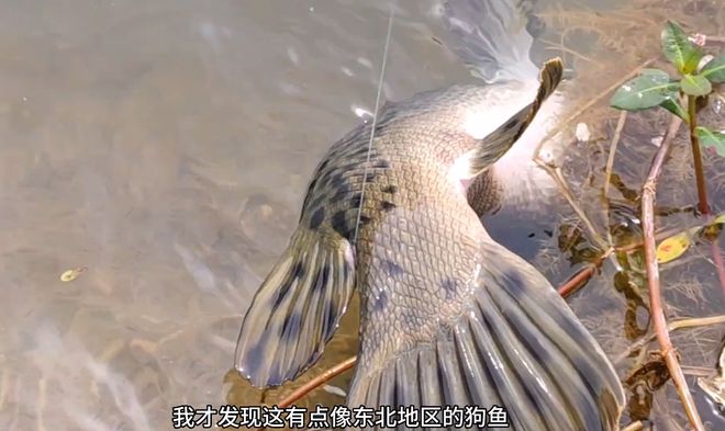 开云体育 Kaiyun.com 官网入口鳄雀鳝？宁波男子大河钓鱼发现“未知水族”尝试数次后将它锚起(图5)