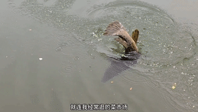 开云体育 Kaiyun.com 官网入口鳄雀鳝？宁波男子大河钓鱼发现“未知水族”尝试数次后将它锚起(图4)