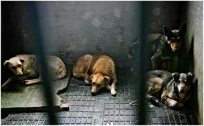 荷兰凭啥能成0流开云 开云体育平台浪狗国家？听完之后很多爱狗人士可能接受不了(图8)