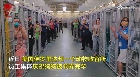 荷兰凭啥能成0流开云 开云体育平台浪狗国家？听完之后很多爱狗人士可能接受不了(图9)