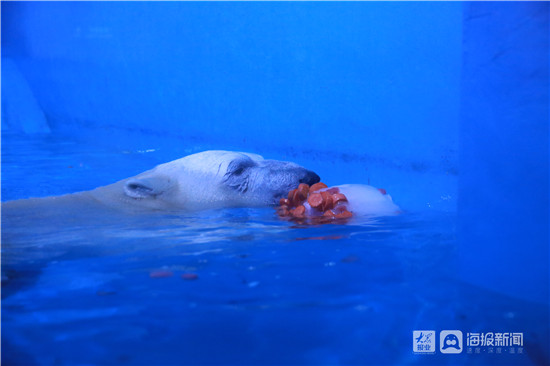 吃鱼肉果冻享冰镇西开云体育 Kaiyun.com 官网入口瓜！蓬莱海洋极地世界动物避暑有“凉”方(图1)
