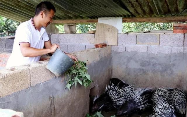 Kaiyun 开云体育概念终于清晰“禁野白名单”后重新认识特种养殖(图1)