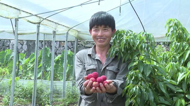 青田农户开云体育 开云平台试种荔枝成功(图1)