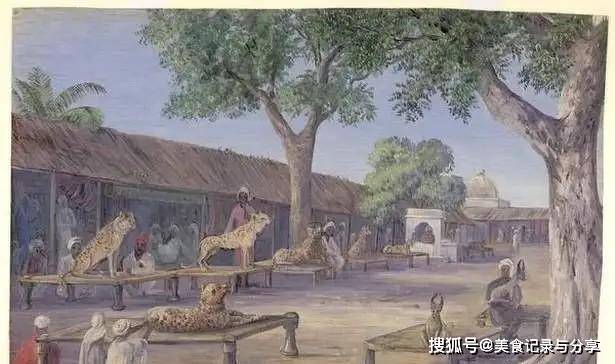 亚洲猎豹为何有个“猎”字？比狗还容易驯服成为它灭开云 开云体育平台绝根源(图2)