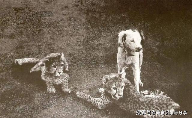 亚洲猎豹为何有个“猎”字？比狗还容易驯服成为它灭开云 开云体育平台绝根源(图4)