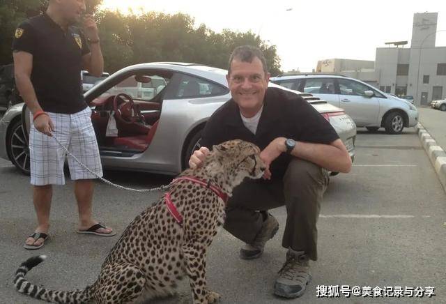 亚洲猎豹为何有个“猎”字？比狗还容易驯服成为它灭开云 开云体育平台绝根源(图6)