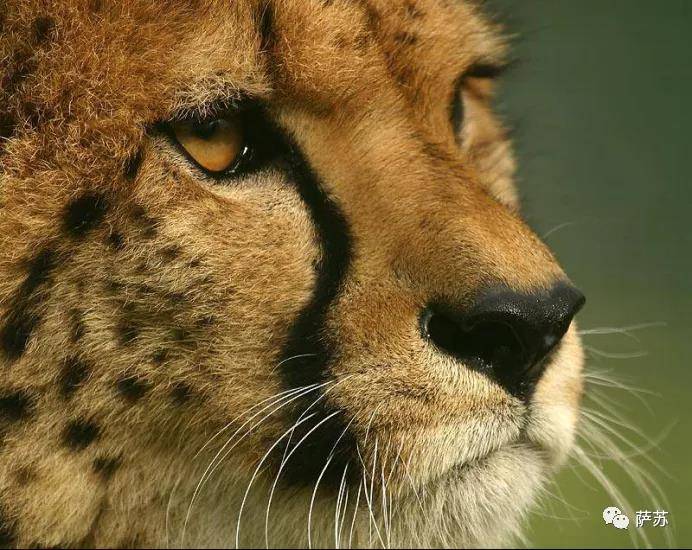 开云体育 Kaiyun.com 官网入口从猎豹躲过冰河时代大灭绝看杨家将的悲剧谁都逃不过自然法则(图2)