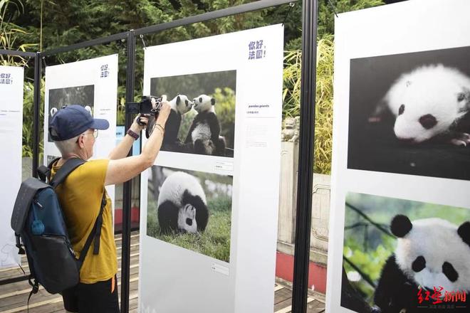 开云 开云体育平台为旅法大熊猫庆生“熊猫连接世界”主题文化艺术展在法国博瓦勒动物园举行(图1)