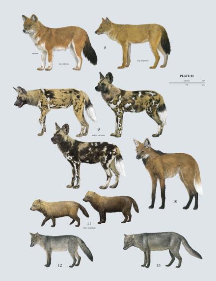 Kaiyun 开云化石记录显示：犬科动物的起源和迁徙历史(图1)