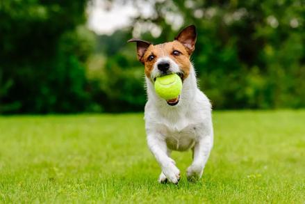 Kaiyun 开云化石记录显示：犬科动物的起源和迁徙历史(图2)