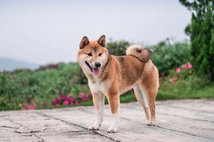 Kaiyun 开云化石记录显示：犬科动物的起源和迁徙历史(图4)