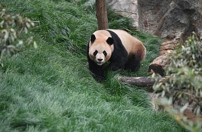 开云体育 开云官网多样生命 多彩世界——写在COP15联合国生物多样性大会开幕之前(图1)