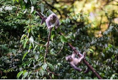 开云体育 开云官网多样生命 多彩世界——写在COP15联合国生物多样性大会开幕之前(图2)