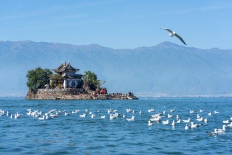 开云体育 开云官网多样生命 多彩世界——写在COP15联合国生物多样性大会开幕之前(图3)