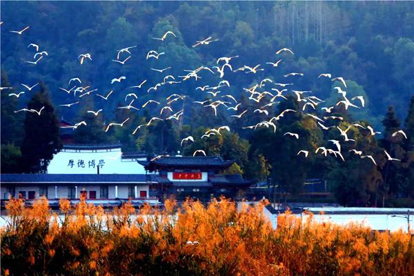 开云体育 开云官网多样生命 多彩世界——写在COP15联合国生物多样性大会开幕之前(图4)