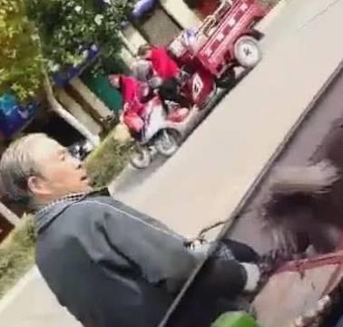 大爷找到了饲Kaiyun 开云体育养雪橇犬的正确方法毫无违和感！(图2)