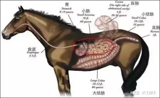 揭秘草原奇迹为何野马吃草就开云体育 开云平台能健壮如斯！(图3)