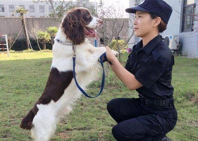 宠物开云 开云体育官网驯养师怎么考呢？报考流程是什么？好不好考？(图1)