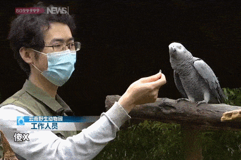 云南灰鹦鹉骂人走红Kaiyun 开云 网友组团求骂 饲养员无奈：掰不回来(图1)