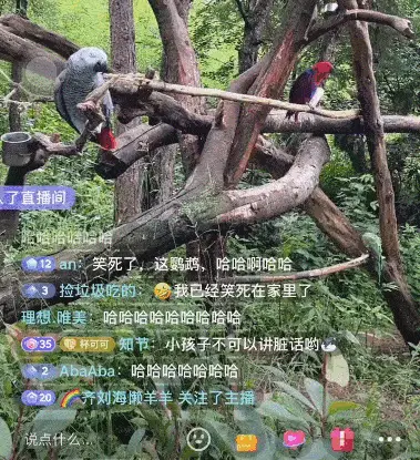 云南灰鹦鹉骂人走红Kaiyun 开云 网友组团求骂 饲养员无奈：掰不回来(图3)