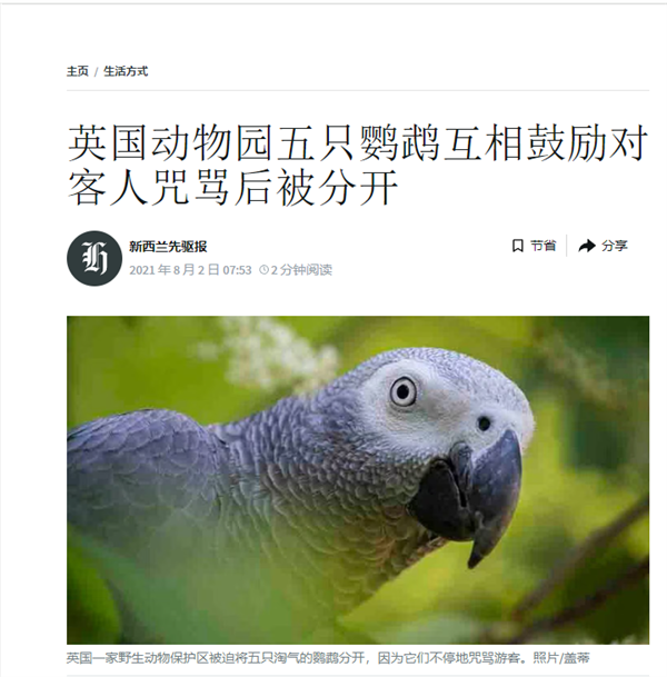 云南灰鹦鹉骂人走红Kaiyun 开云 网友组团求骂 饲养员无奈：掰不回来(图6)