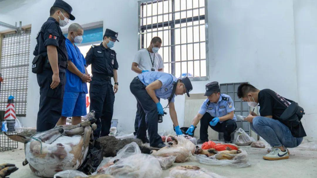 开云 开云体育官网湖北破获一起跨省重大危害珍贵野生动物案(图1)