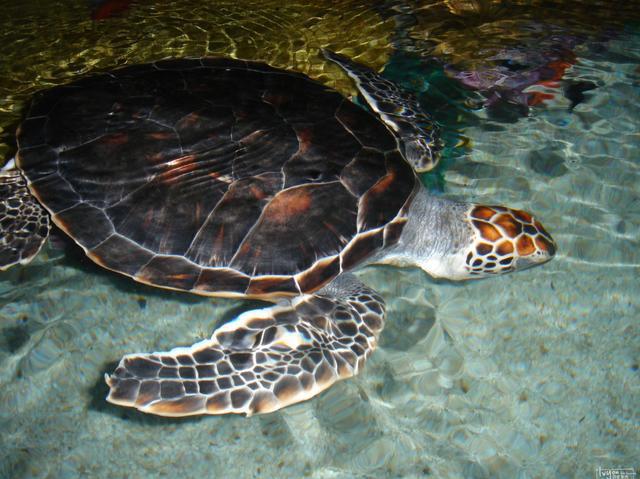 上海开云体育 Kaiyun.com 官网入口海洋水族馆的海底世界不错来这看稀有水生生物(图2)
