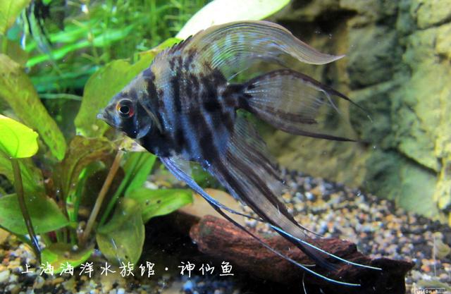 上海开云体育 Kaiyun.com 官网入口海洋水族馆的海底世界不错来这看稀有水生生物(图4)