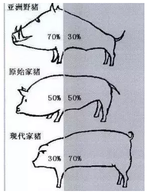 Kaiyun 开云猪的驯化史：你所不知道的猪的前世与今生 - 猪好多网(图2)