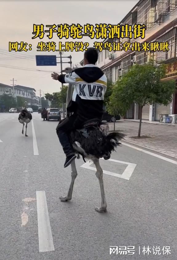 男子机动车道上骑鸵鸟狂飙还发视频炫耀系养殖基地训练师开云体育 开云官网(图1)
