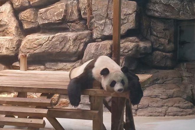 Kaiyun 开云呼和浩特市一动物园两只大熊猫迎来11岁生日趴(图3)