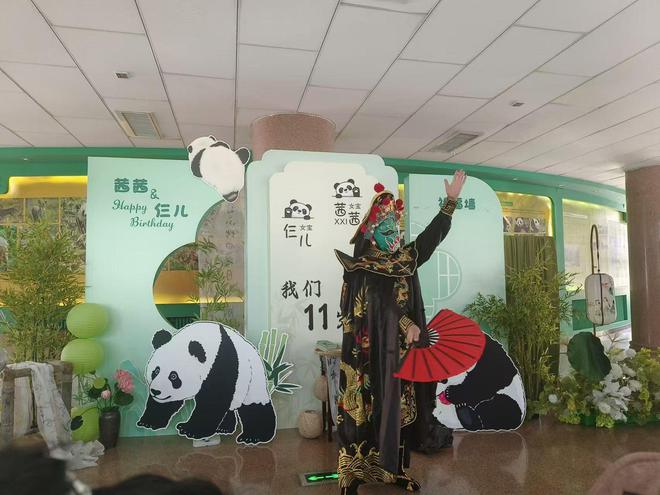 Kaiyun 开云呼和浩特市一动物园两只大熊猫迎来11岁生日趴(图2)