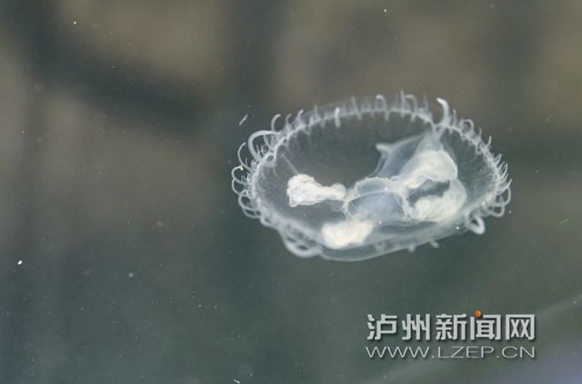 “水中大熊猫”再现泸州！近日有市民在长江边发现了这种开云体育 Kaiyun.com 官网入口古老生物(图2)