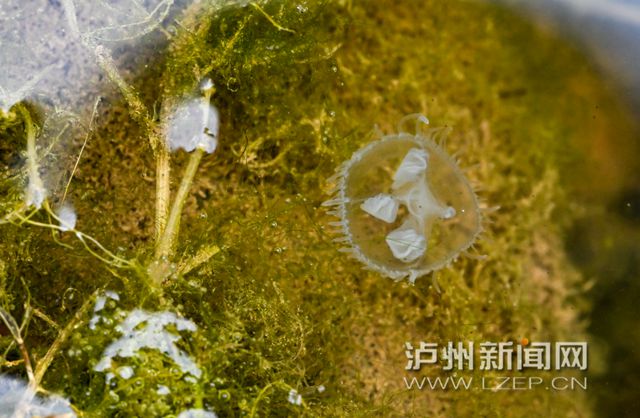 “水中大熊猫”再现泸州！近日有市民在长江边发现了这种开云体育 Kaiyun.com 官网入口古老生物(图1)