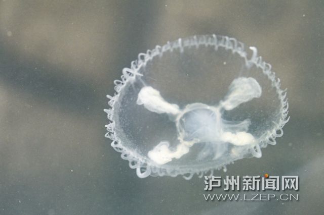 “水中大熊猫”再现泸州！近日有市民在长江边发现了这种开云体育 Kaiyun.com 官网入口古老生物(图3)