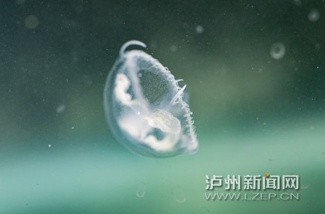 “水中大熊猫”再现泸州！近日有市民在长江边发现了这种开云体育 Kaiyun.com 官网入口古老生物(图4)