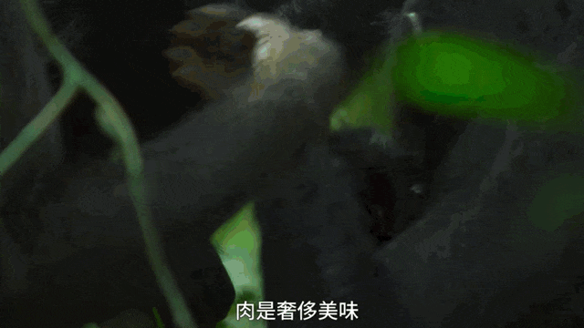 开云体育 开云平台好凶猛的“女权”！刚生完三胎就与外来者交配她太渴望权利！(图1)
