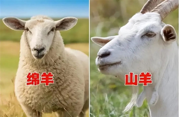 为什么开云体育 开云官网羊没能成为人类的宠物：而向人吐口水的羊驼却成了？(图2)