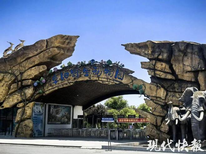 关注 20只东北虎死亡！动物园经营方被罚开云 开云体育官网千万！(图2)
