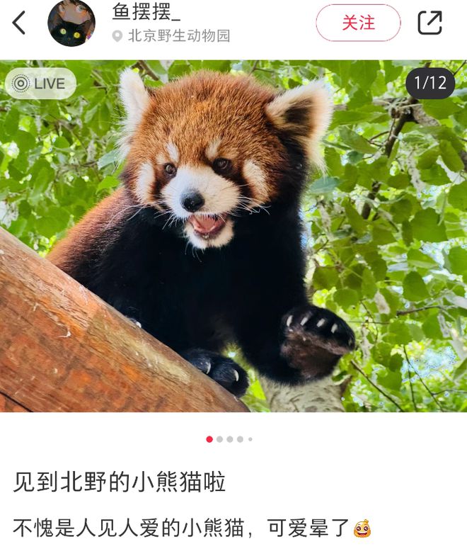 各地野生动物园火成“国产迪士尼”游客太多把动物开云体育 开云官网都喂吐了(图6)