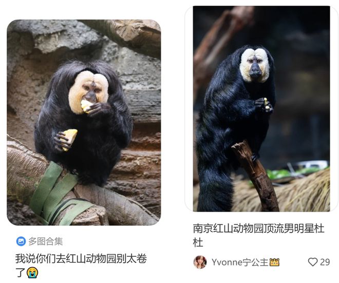 各地野生动物园火成“国产迪士尼”游客太多把动物开云体育 开云官网都喂吐了(图10)