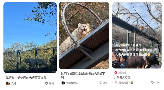 各地野生动物园火成“国产迪士尼”游客太多把动物开云体育 开云官网都喂吐了(图9)