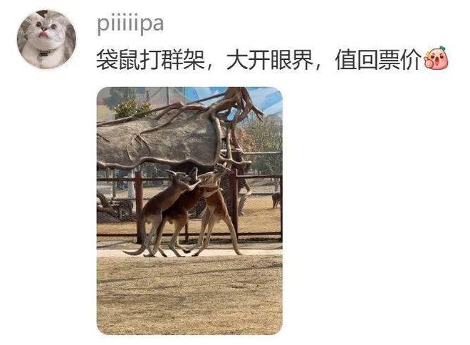 各地野生动物园火成“国产迪士尼”游客太多把动物开云体育 开云官网都喂吐了(图34)