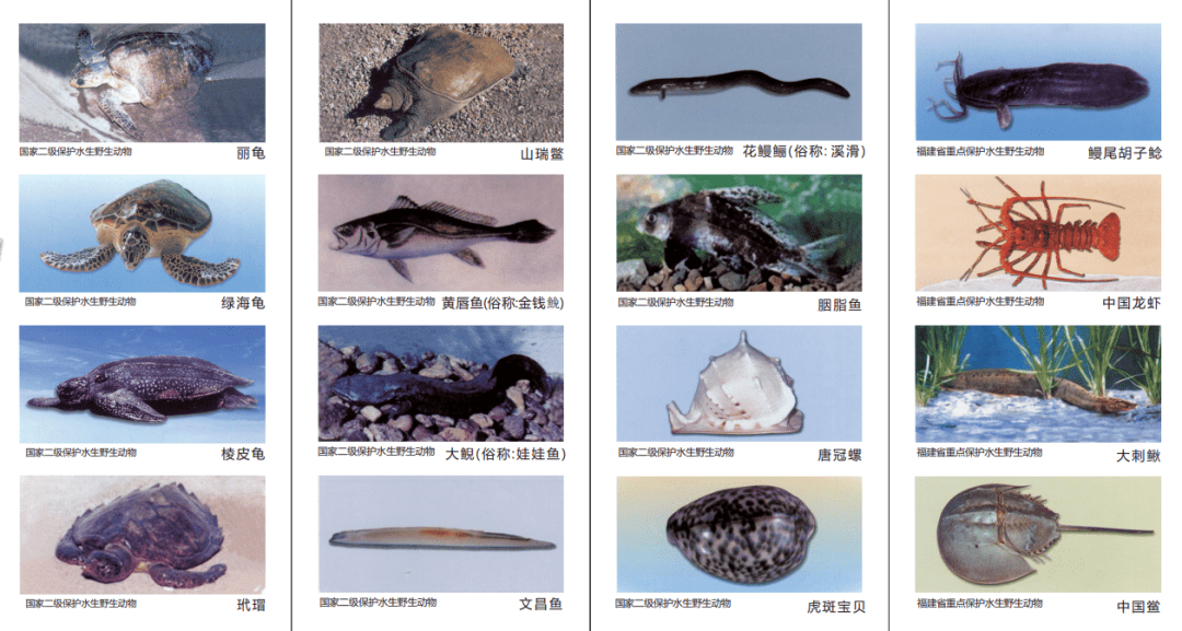 开云体育 开云平台科普问答 这些水生动物不能吃、不能碰你认得几种？(图1)