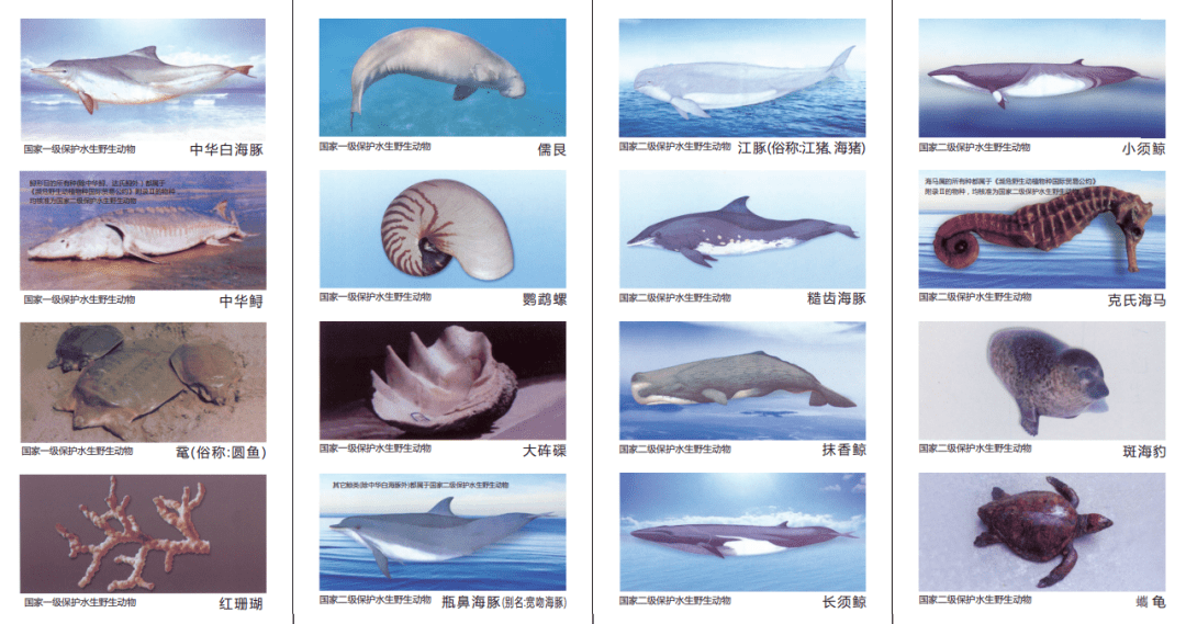 开云体育 开云平台科普问答 这些水生动物不能吃、不能碰你认得几种？(图2)