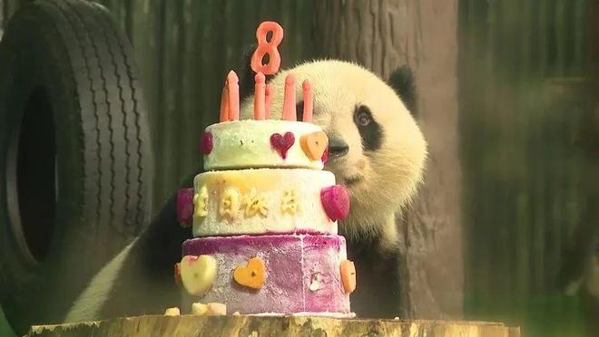 为什么这Kaiyun 开云届年轻人爱去动物园动物园到底有谁在啊？(图2)