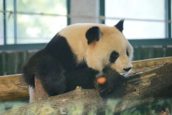 为什么这Kaiyun 开云届年轻人爱去动物园动物园到底有谁在啊？(图3)